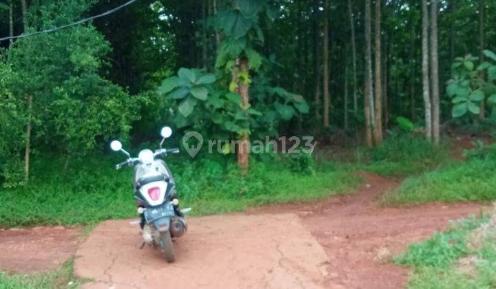 Di Jual Tanah Kebun Jati Campaka Purwakarta Jawa Barat 1