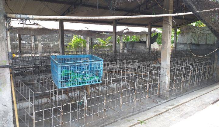 Kandang babi siap pakai 9