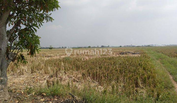 Tanah Murah Cocok Untuk Perumahan, Investasi Di Tambelang Bekasi 2
