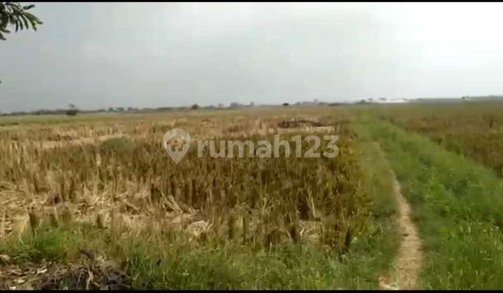 Tanah Murah Cocok Untuk Perumahan, Investasi Di Tambelang Bekasi 1