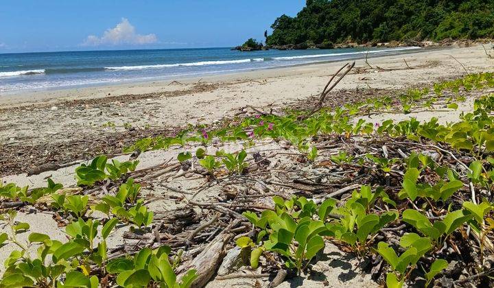 Di Jual Tanah Los Pantai Sumba Tengah 5