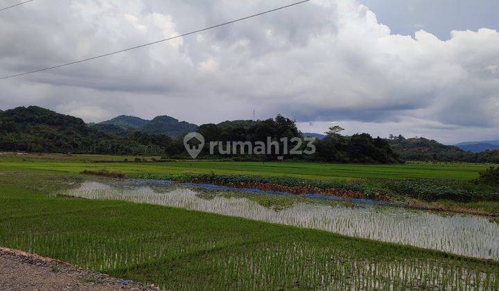 Di Jual Tanah Sawah Ditompong Labuan Bajo 2