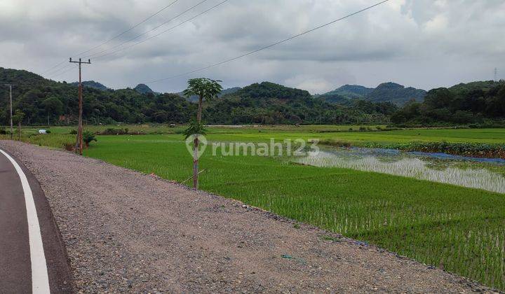 Di Jual Tanah Sawah Ditompong Labuan Bajo 1