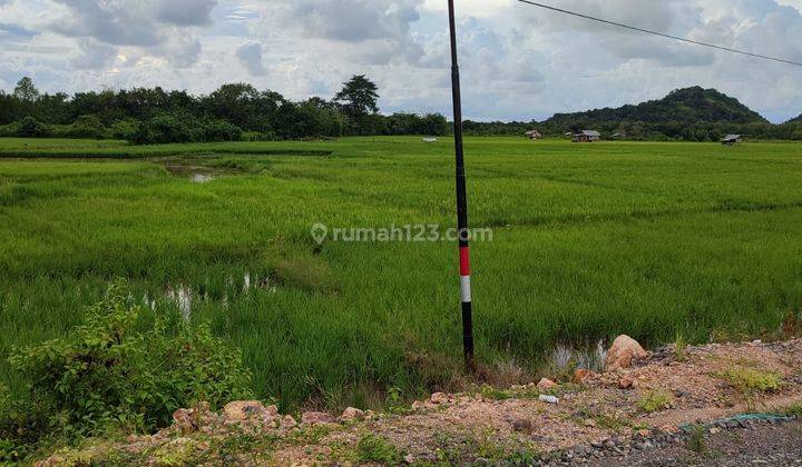 Di Jual Tanah Sawah Ditompong Labuan Bajo 1