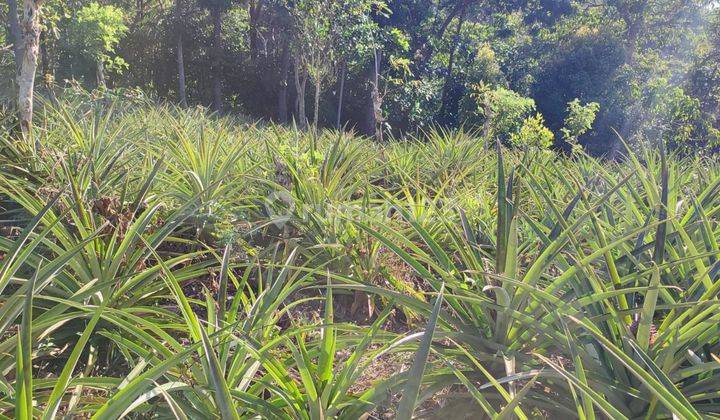 Di Jual Tanah Perkebunan Produktif Di Mbeliling  1