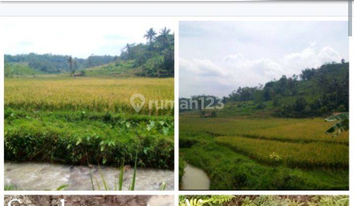 JUAL CEPAT MURAAH TANAH KEBUN DAN SAWAH, ADA SUMBER MATA AIR PANAS MENGALIR SANGAT DERAS 24 JAM di DESA CIJENGKOL KECAMATAN SERANG PANJANG, KABUPATEN SUBANG JAWA BARAT JARANG ADA JUAL  2