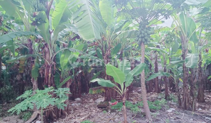 Tanah 2 Are Lokasitrengguli Denpasar Timur Tanah 2 Are Lokasitrengguli Denpasar Timur