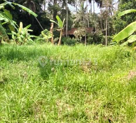 DIJUAL TANAH 8 ARE Pejeng Tampaksiring Gianyar DIJUAL TANAH 8 ARE Pejeng Tampaksiring Gianyar