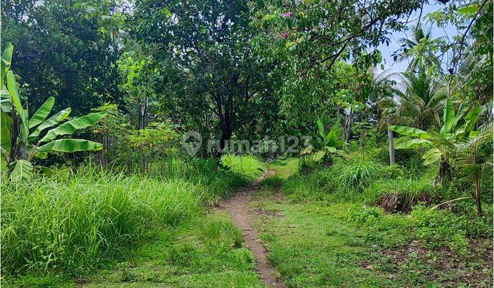 Tanah Cijulang Batukaras Pangandaran Cocok Resort & Area Wisata 2
