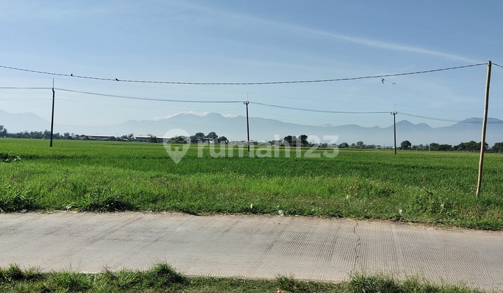 Tanah Sawah Dijual Bisa Untuk Perumahan Atau Gudang Usaha Gede Bage Bandung