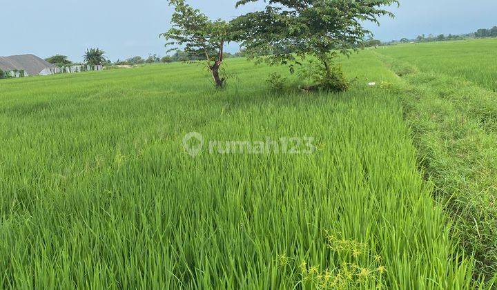 Tanah Sawah Komersial di Kertajati Majalengka 2