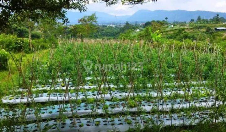 Tanah Kebun View Indah Pegunungan di Lembang Bandung 2