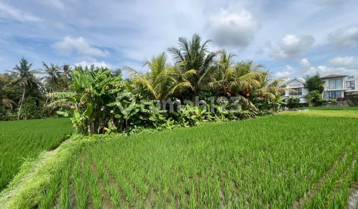 Tanah Sewa View Sawah Abadi di Ubud Gianyar Tanah Sewa View Sawah Abadi di Ubud Gianyar