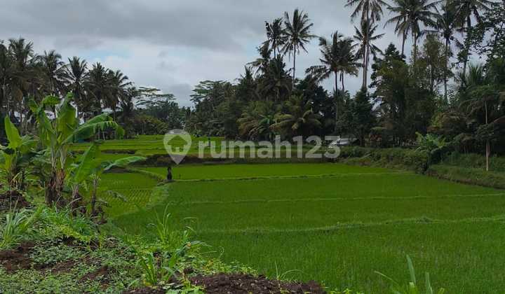 Tanah Kavling Size Kecil di Ubud Pejeng Tanah Kavling Size Kecil di Ubud Pejeng
