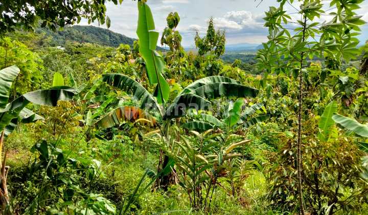 Tanah Kebun Dekat Wisata Tanjung Lesung Banten. 2