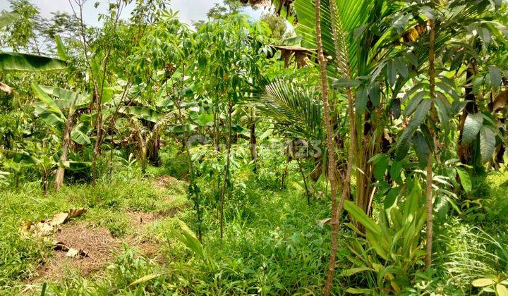 Tanah Kebun Dekat Wisata Tanjung Lesung Banten. 4