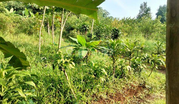 Tanah Kebun Dekat Wisata Tanjung Lesung Banten. 5