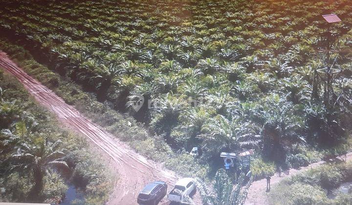 Kebun kelapa sawit yang siap panen 1