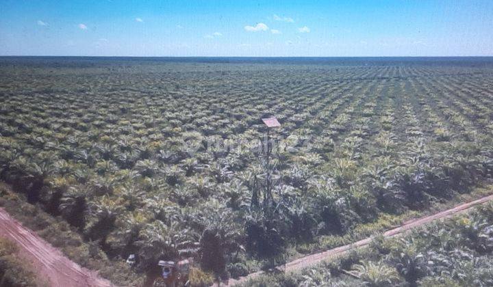 Kebun kelapa sawit yang siap panen 2