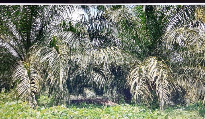 Kebon Kelapa Sawit Kaur Bengkulu 2