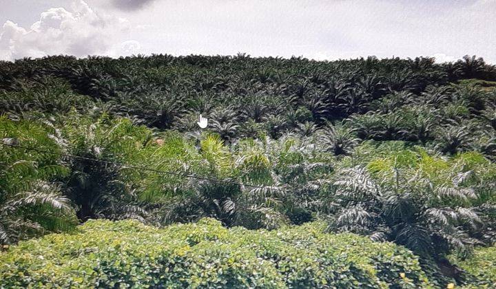 Kebon Kelapa Sawit Kaur Bengkulu 1