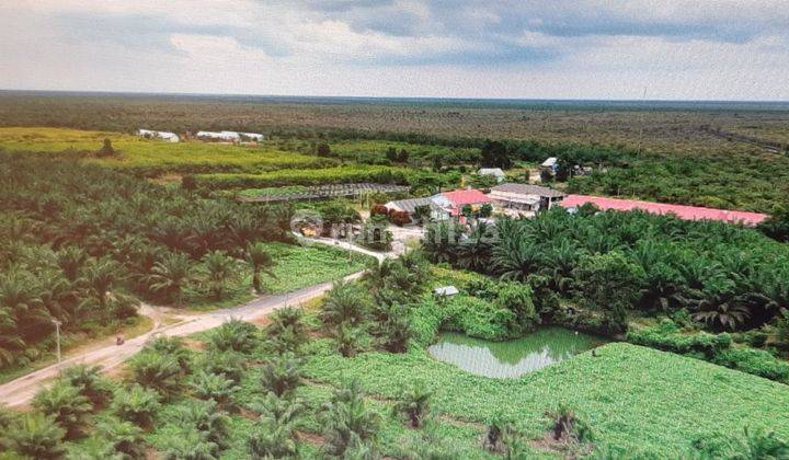 Kebon Kelapa sawit di Kab.Banjar  2