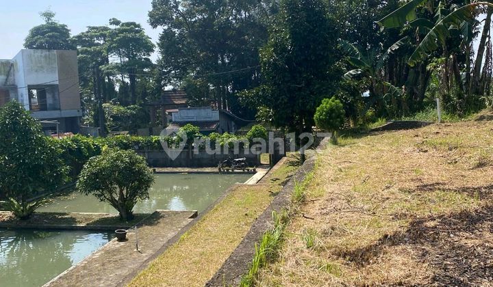 Beautiful Land Bonus Pond And House In Cigombong Bogor 2006m2 Certificate of Ownership