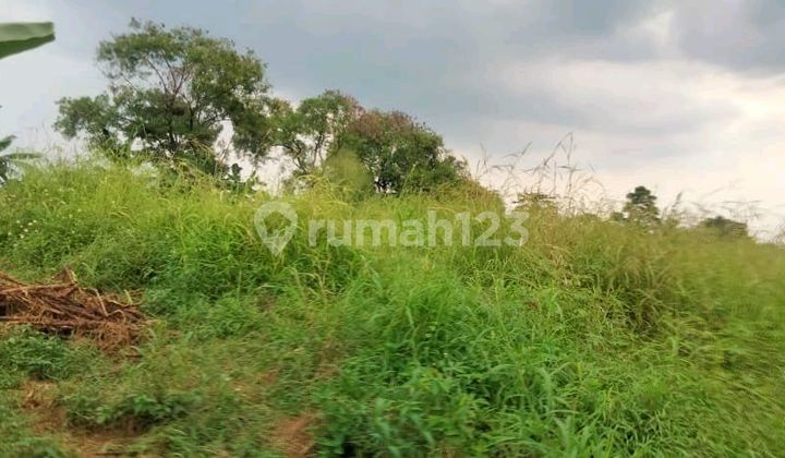 Dijual Cepat Harga Murah 1.5 Juta / M2, Sebidang Tanah Perkebunan Di Ciluar, Cibinong , Bogor , Jawa - Barat