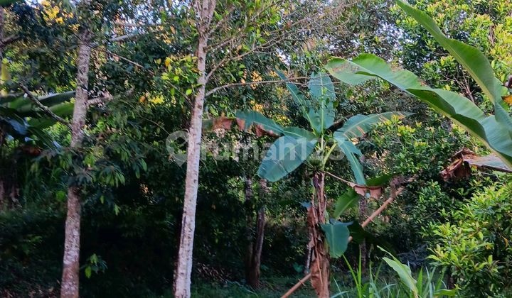 For Quick Sale: 6,000 M2 Durian & Clove Plantation Land, Strategic Location in Sekumpul, Buleleng-Bali