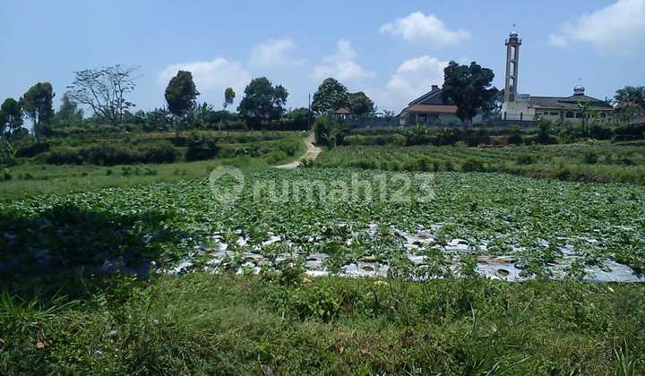 Tanah Jl Raya Pacet Cianjur Tanah Jl Raya Pacet Cianjur