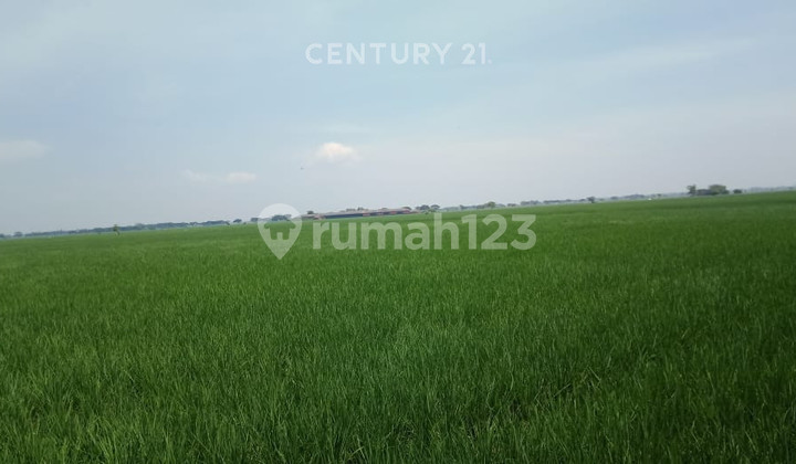 Tanah Luas Cocok untuk Sawah di Desa Pebayuran Bekasi Tanah Luas Cocok untuk Sawah di Desa Pebayuran Bekasi