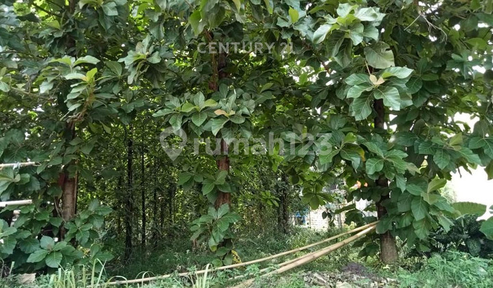 Land Near Mall and Toll Road Jl Roda Pembangunan Nanggewer Cibinong Land Near Mall and Toll Road Jl Roda Pembangunan Nanggewer Cibinong