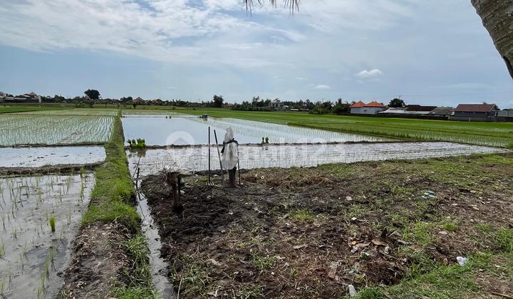 Tanah Dusun Dualang, Desa Kaba Kaba Tabanan
