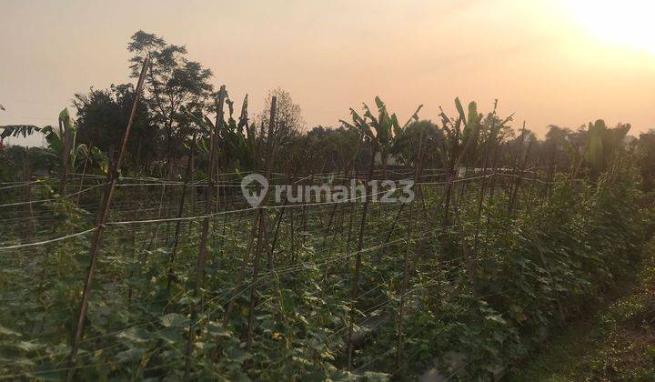 Tanah kebun .Invest, Lingkungan Tenang 4