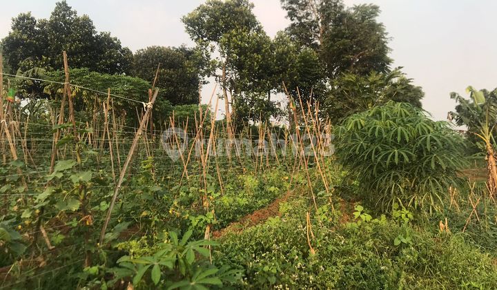 Tanah kebun .Invest, Lingkungan Tenang 6