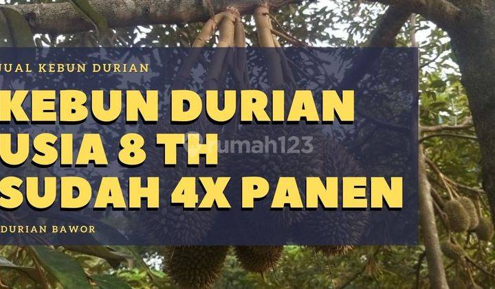 Jual Kebun Durian Pekalongan, SHM Usia 8 Tahun Sudah 4 Kali Panen 1