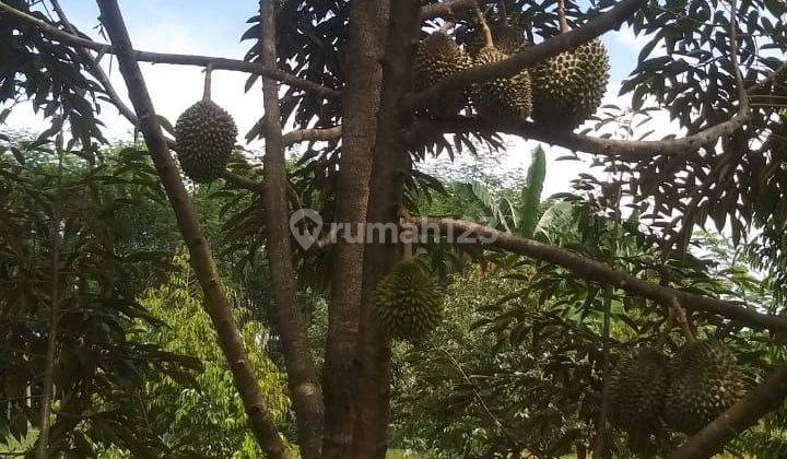 Dijual Kebun Durian Pekalongan,shm Sudah 2 Kali Panen 2