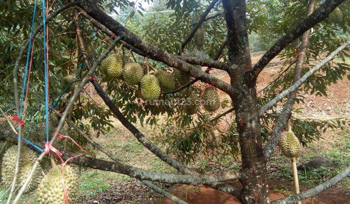 Dijual Kebun Durian di Jawa Tengah, SHM Dan Sudah Rutin Berbuah 2