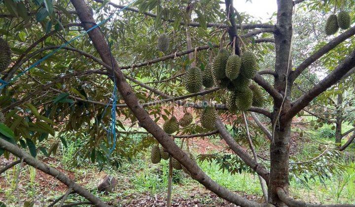 Jual Kebun Durian Bawor SHM Rutin Berbuah di Pekalongan 1