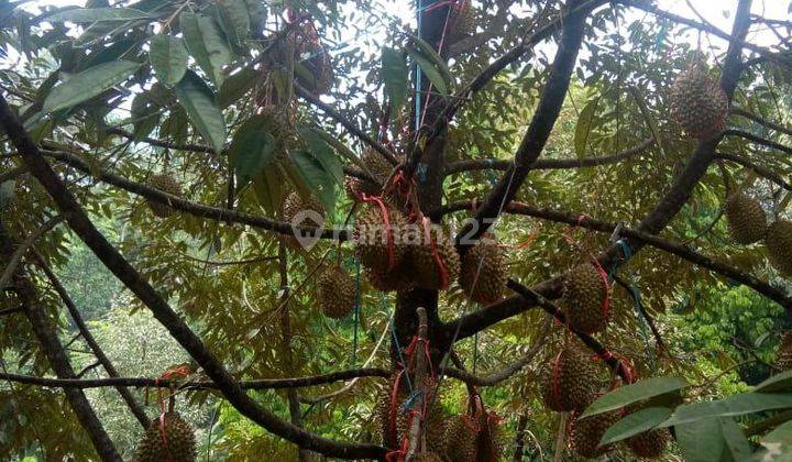 Jual Kebun Durian Bawor SHM Rutin Berbuah di Pekalongan 2