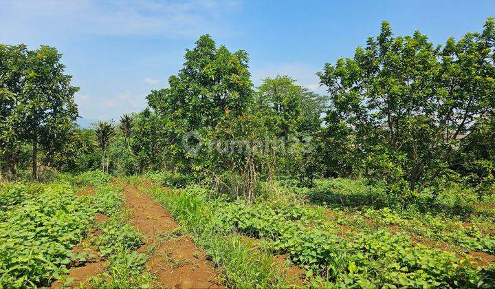 Tanah Produktif Kebun Durian Dekat CNN Bogor SHM Pinggir Jalan 1