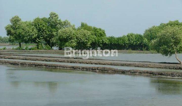 TANAH TAMBAK UDANG DI BANCARAN BANGKALAN 1