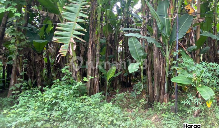 Podorejo Ngaliyan Land 1