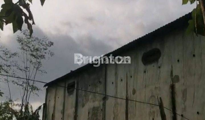 RUMAH BURUNG WALET DI BANGSALSARI JEMBER 1