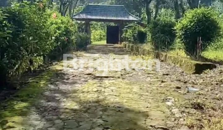 DIJUAL KEBUN DURIAN , KOLAM PANCING DAN Eks RESTORAN DI GONDANG MOJOKERTO DIJUAL KEBUN DURIAN , KOLAM PANCING DAN Eks RESTORAN DI GONDANG MOJOKERTO