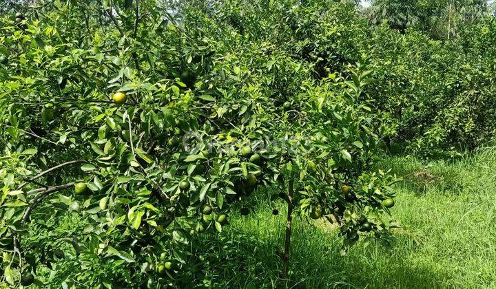 Tanah Kebun Jeruk Subur Produktif Harga Nego Dekat Polres Batu 2