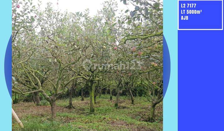 Kebun Produktif Area Petik Apel Akses Truk Di Sumbergondo Batu 1