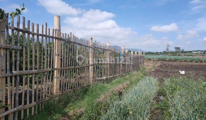 Kebun Jeruk Produktif Murah Subur Mulai Produksi Di Junrejo Batu 2