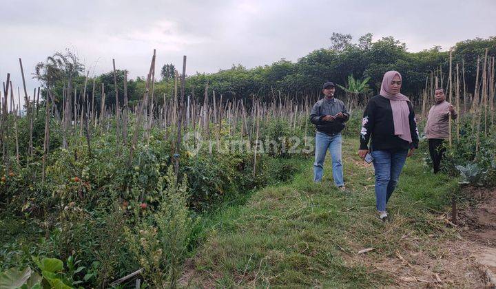 Tanah Subur Untuk Cocok Tanam Luas Strategis Di Sumberejo Batu 2