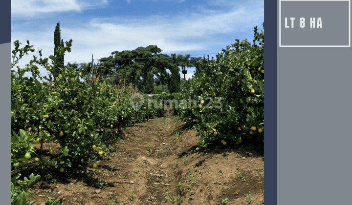 Tanah Perkebunan Jeruk Subur Murah View Gunung Arjuna Malang 1